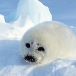 arctic-seal