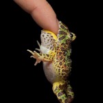 pacman-frog
