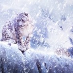 Leopards-In-The-Snow-iPad-wallpaper-ilikewallpaper_com