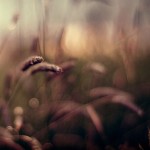 Blurred-Grass-iPad-4-wallpaper-ilikewallpaper_com