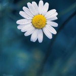 Daisy-Flower-iPhone-wallpaper-ilikewallpaper_com