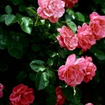 Roses-iPhone-wallpaper-ilikewallpaper_com