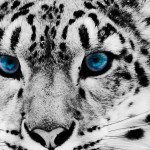Snow-Leopard-iPhone-wallpaper-ilikewallpaper_com