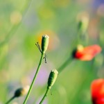 Poppies-Meadow-iPhone-5-wallpaper-ilikewallpaper_com